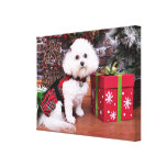 Christmas - Bichon Frise - Mia Canvas Print