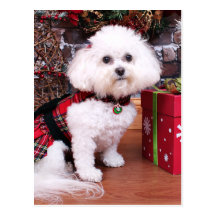 Christmas - Bichon Frise - Mia Post Card