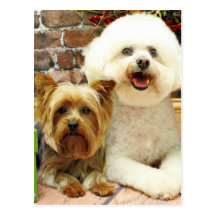 Christmas - Bichon Frise - Mori - Yorkie - Max Post Card