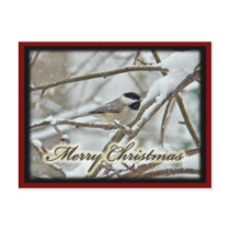 Christmas Black Capped Chickadee in Snow Post Cards