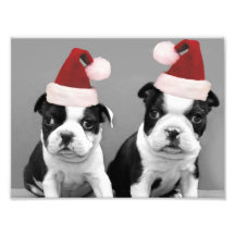 Christmas Boston terriers Photo Art