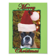 Christmas boxer dog photo