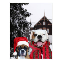 Christmas Boxer Dogs postcard