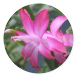 Christmas Cactus #01 Round Stickers