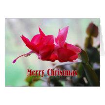 Christmas Cactus Merry Christmas Greeting Cards