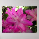 Christmas Cactus Photo Poster/Print