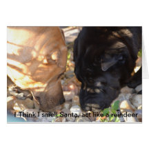 Christmas card, I think I smell Santa Shar Pei's