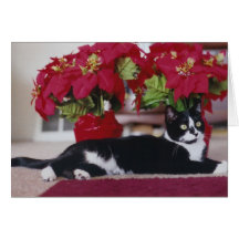 Christmas Cat Greeting Card