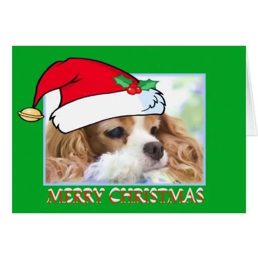 Cavalier King Charles Spaniel Christmas Cards Cavalier King Charles Spaniel Christmas Cards
