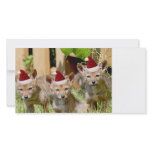 Christmas Coyote Pups photo cards