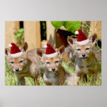 Christmas Coyote Pups posters