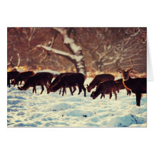 Christmas Deer Greeting Card