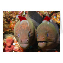Christmas Eels Cards