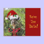 Christmas Giraffe postcards