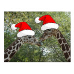 Christmas Giraffes Postcard