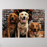 Christmas - Golden Retriever - Packer Bella Darby Poster