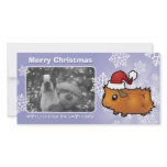 Christmas Guinea Pig (scruffy) photo cards