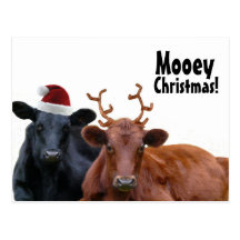 Christmas Holiday Cows in Santa Hat and Antlers Postcards