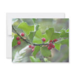 Christmas holly berry