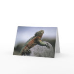 Christmas Iguana (marine iguana in mating colours)