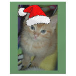 Christmas Kitten flyers