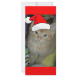 Christmas Kitten rack cards