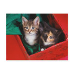 Christmas Kittens