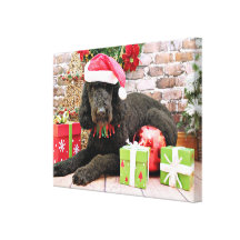 Christmas - LabraDoodle - Miller Stretched Canvas Prints