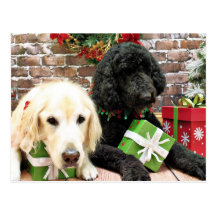 Christmas - Labradoodle Miller - Golden Retriever Post Card