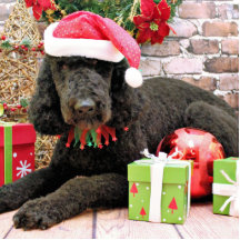 Christmas - LabraDoodle - Miller Photo Cutouts