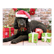 Christmas - LabraDoodle - Miller Postcard