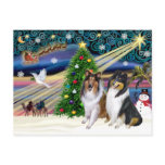 Christmas Magic Collies (two, tri + sable) postcards