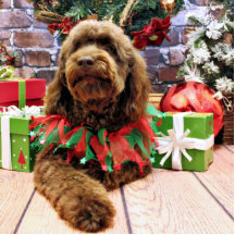 Christmas - Mini GoldenDoodle - Charlie Photo Cut Out