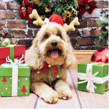 Christmas - Mini GoldenDoodle - Maggie Acrylic Cut Out
