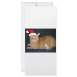 Christmas Orange Tabby Cat Rack Cards