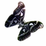 Christmas Ornament Freiburg Germany Moth 45 Degree photo sculptures