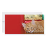 Christmas patience photo cards