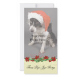 Christmas Photo Cards for your pets! photo cards