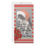 Christmas Photo Cards from your pets! photo cards