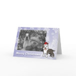 Christmas Pitbull / American Staffordshire Terrier