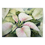 Christmas Poinsettias Cards