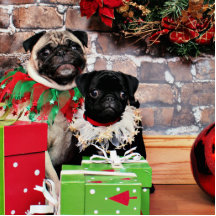 Christmas - Pug - Daisy Mae and Lily Lou Photo Cutout