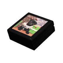 Christmas - Pug - Daisy Mae Trinket Box