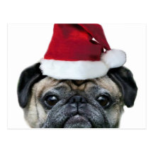 Christmas pug postcard