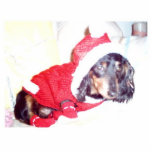 CHRISTMAS PUPPY DASCHOUND ORNAMENT - CHRISTMAS photo sculptures