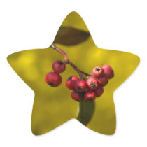 Christmas Red Berries