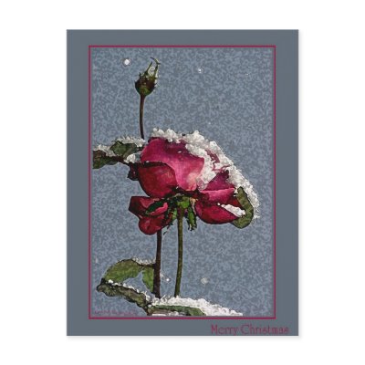 Christmas Rose Postcards by Rainmountain