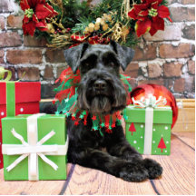 Christmas - Schnauzer - Fergie Photo Sculptures
