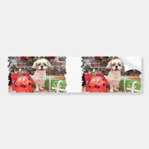 Christmas - Shih Tzu - Marley Bumper Stickers