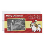 Christmas Shih Tzu (puppy cut) photo cards